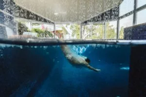 The Pool