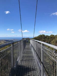 Illawarra Fly